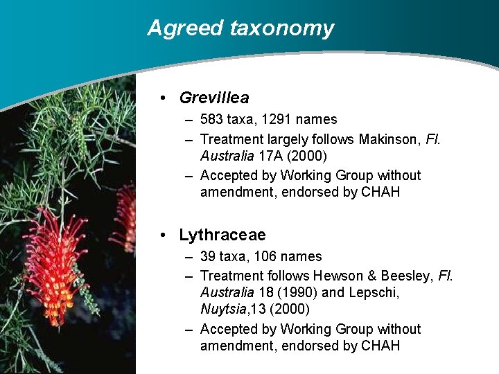 Agreed taxonomy • Grevillea – 583 taxa, 1291 names – Treatment largely follows Makinson,