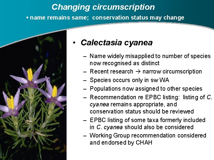 Changing circumscription • name remains same; conservation status may change • Calectasia cyanea –