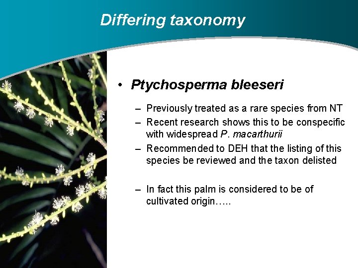 Differing taxonomy • Ptychosperma bleeseri – Previously treated as a rare species from NT