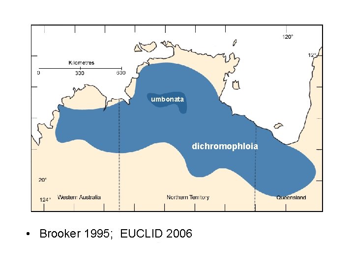 umbonata dichromophloia • Brooker 1995; EUCLID 2006 