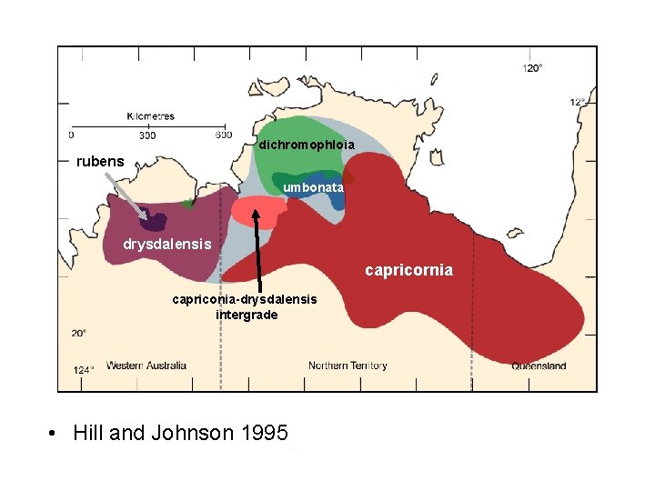 dichromophloia rubens umbonata drysdalensis capricornia capriconia-drysdalensis intergrade • Hill and Johnson 1995 