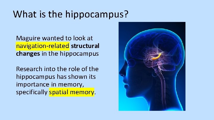 What is the hippocampus? Maguire wanted to look at navigation-related structural changes in the