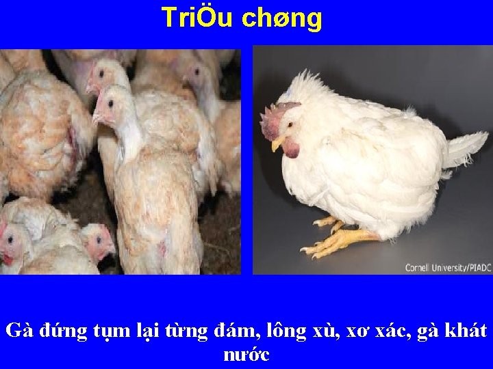 TriÖu chøng Gà đứng tụm lại từng đám, lông xù, xơ xác, gà khát