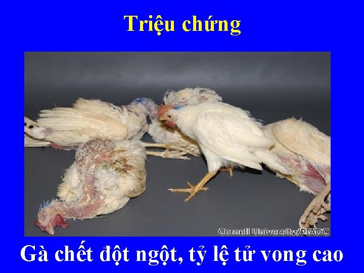 Triệu chứng Gà chết đột ngột, tỷ lệ tử vong cao 