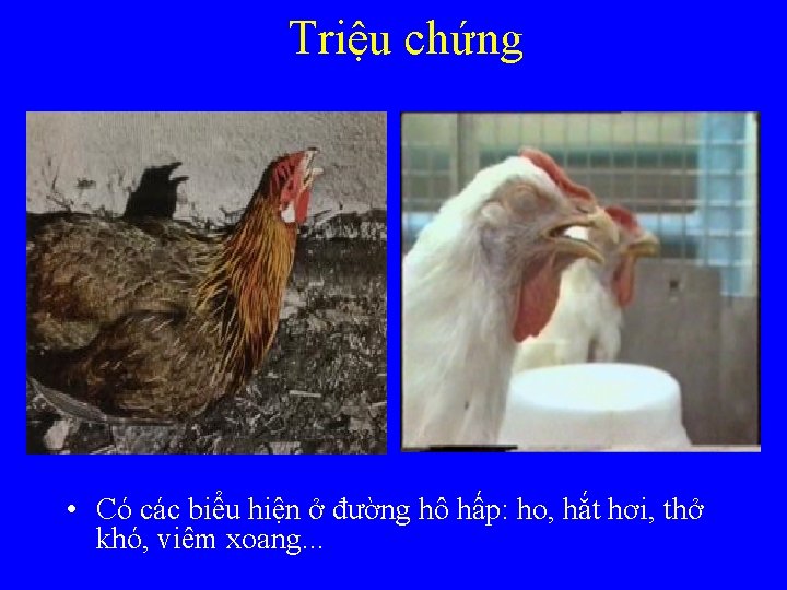 Triệu chứng • Có các biểu hiện ở đường hô hấp: ho, hắt hơi,