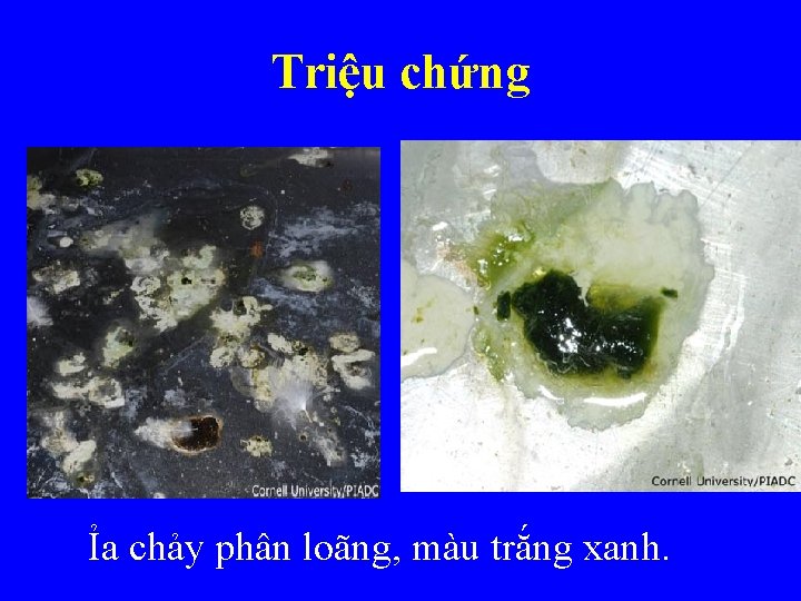 Triệu chứng Ỉa chảy phân loãng, màu trắng xanh. 