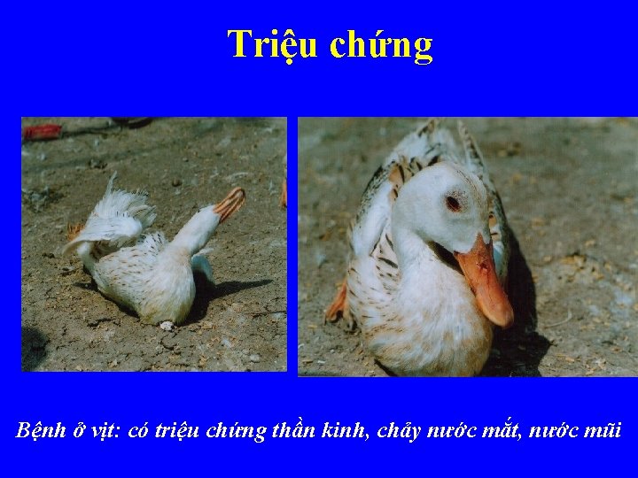 Triệu chứng Bệnh ở vịt: có triệu chứng thần kinh, chảy nước mắt, nước