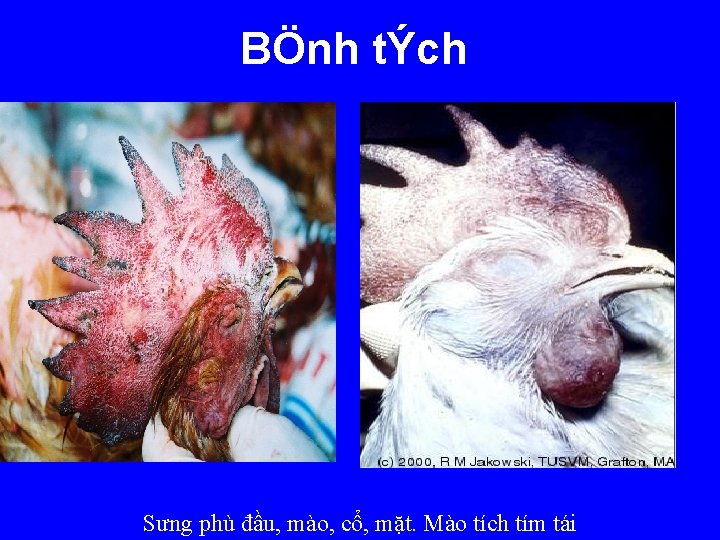 BÖnh tÝch Sưng phù đầu, mào, cổ, mặt. Mào tích tím tái 