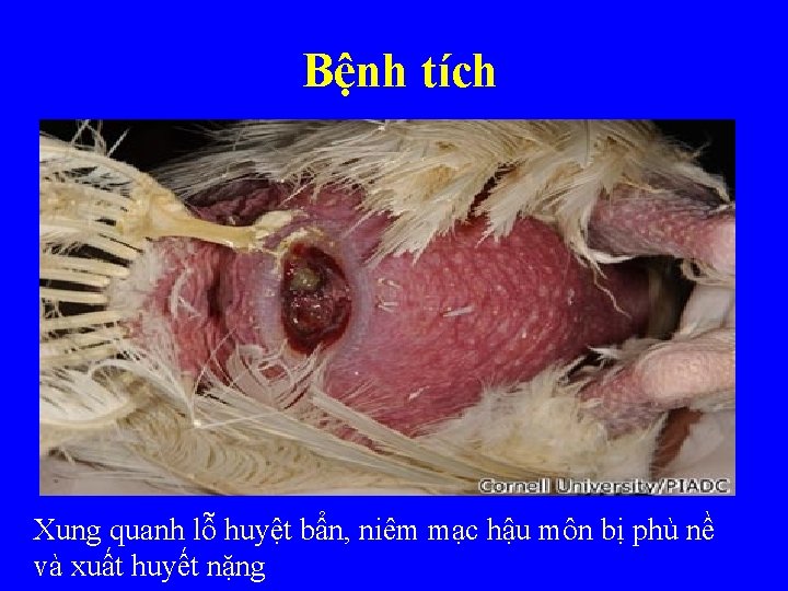 Bệnh tích Xung quanh lỗ huyệt bẩn, niêm mạc hậu môn bị phù nề