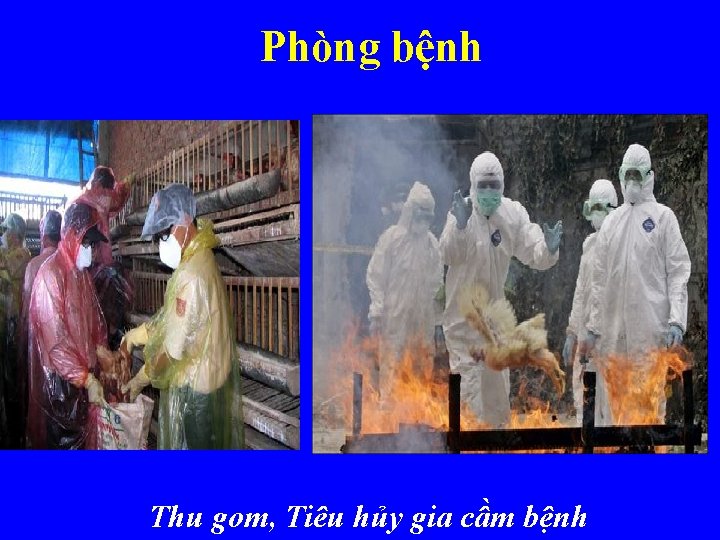 Phòng bệnh Thu gom, Tiêu hủy gia cầm bệnh 