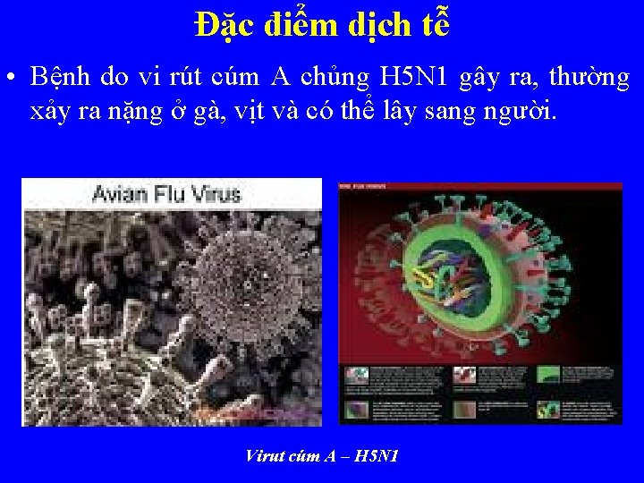 Đặc điểm dịch tễ • Bệnh do vi rút cúm A chủng H 5