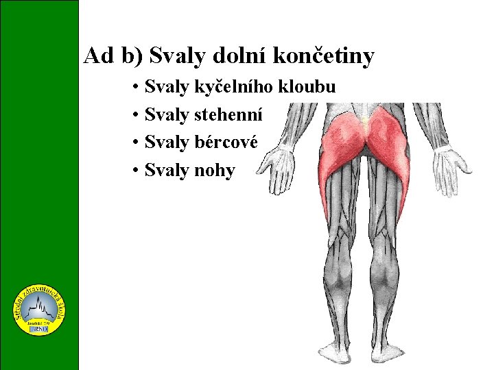 Ad b) Svaly dolní končetiny • Svaly kyčelního kloubu • Svaly stehenní • Svaly