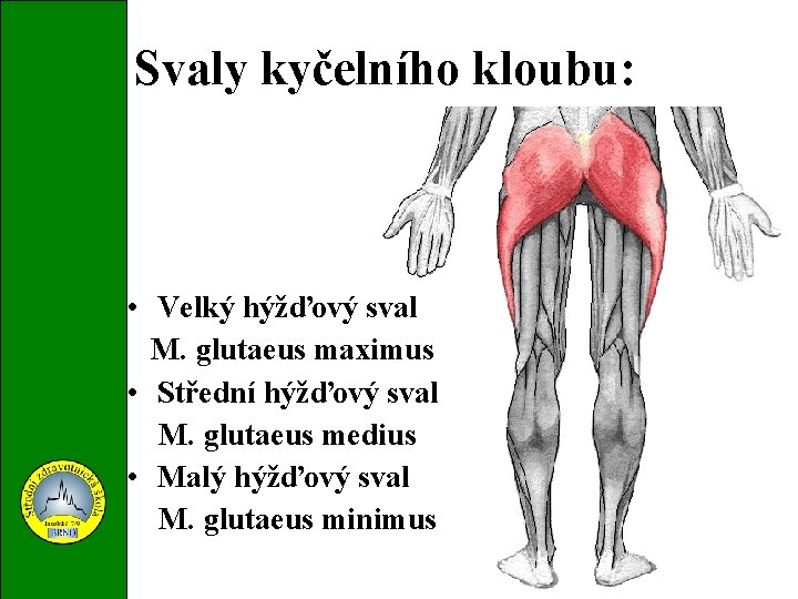 Svaly kyčelního kloubu: • Velký hýžďový sval M. glutaeus maximus • Střední hýžďový sval