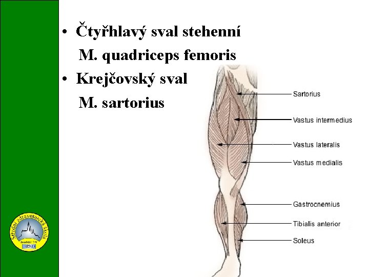  • Čtyřhlavý sval stehenní M. quadriceps femoris • Krejčovský sval M. sartorius 