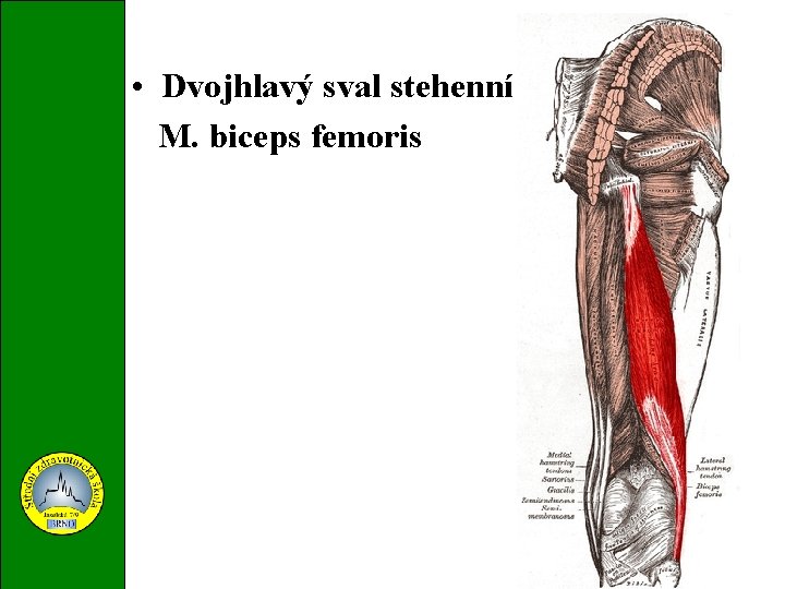  • Dvojhlavý sval stehenní M. biceps femoris 