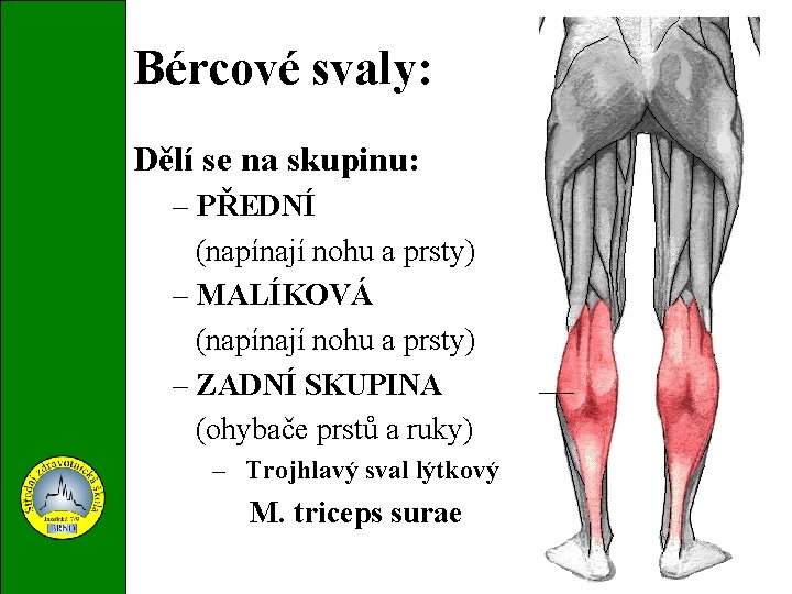 Bércové svaly: Dělí se na skupinu: – PŘEDNÍ (napínají nohu a prsty) – MALÍKOVÁ