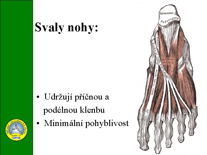 Svaly nohy: • Udržují příčnou a podélnou klenbu • Minimální pohyblivost 