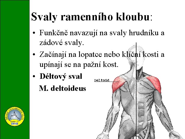 Svaly ramenního kloubu: • Funkčně navazují na svaly hrudníku a zádové svaly. • Začínají