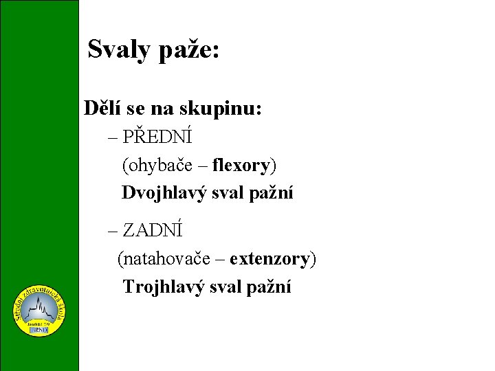 Svaly paže: Dělí se na skupinu: – PŘEDNÍ (ohybače – flexory) Dvojhlavý sval pažní