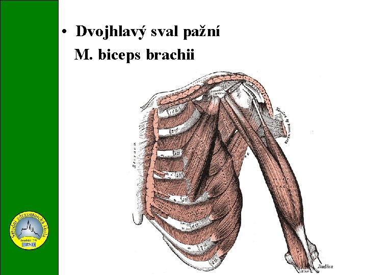  • Dvojhlavý sval pažní M. biceps brachii 