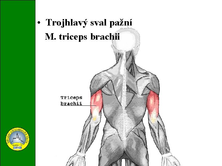  • Trojhlavý sval pažní M. triceps brachii 