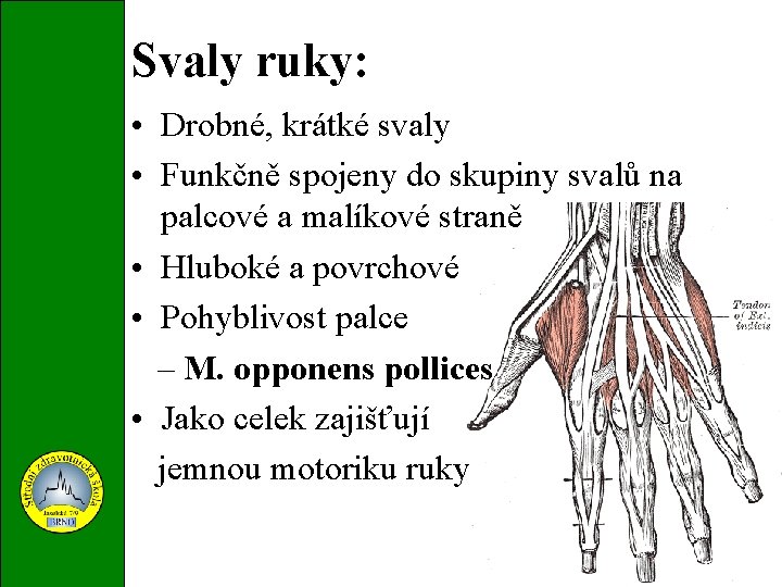 Svaly ruky: • Drobné, krátké svaly • Funkčně spojeny do skupiny svalů na palcové