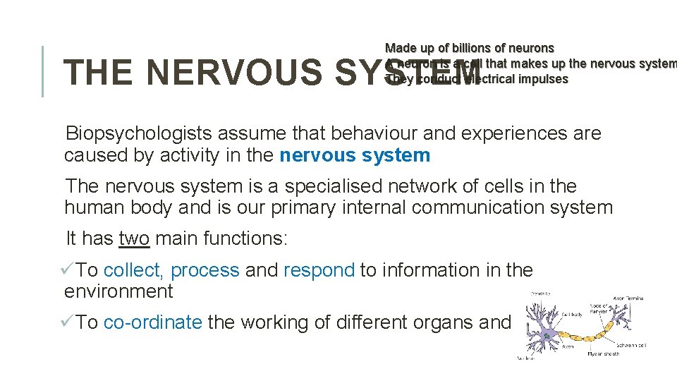 BIOPSYCHOLOGY SPECIFICATION The divisions of the nervous system