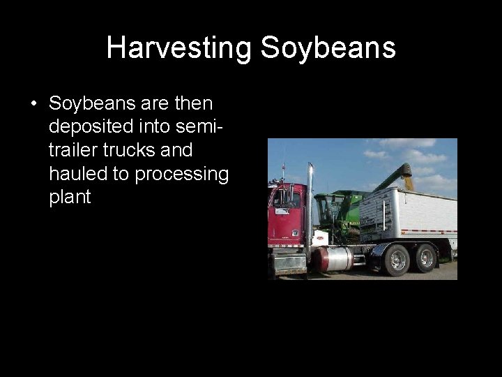 Harvesting Soybeans • Soybeans are then deposited into semitrailer trucks and hauled to processing