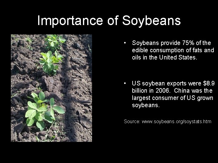 Importance of Soybeans • Soybeans provide 75% of the edible consumption of fats and