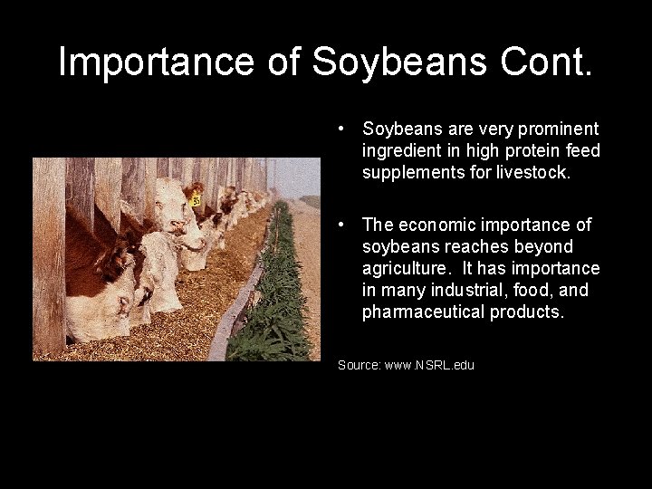 Importance of Soybeans Cont. • Soybeans are very prominent ingredient in high protein feed