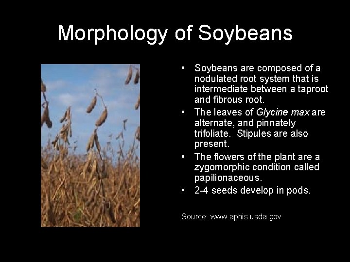 Morphology of Soybeans • Soybeans are composed of a nodulated root system that is