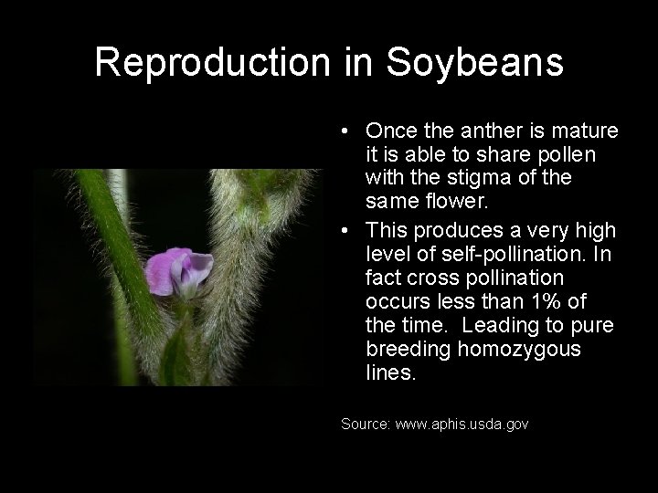 Reproduction in Soybeans • Once the anther is mature it is able to share