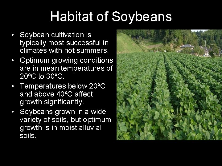 Habitat of Soybeans • Soybean cultivation is typically most successful in climates with hot