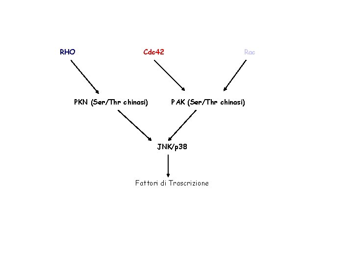 RHO Cdc 42 PKN (Ser/Thr chinasi) Rac PAK (Ser/Thr chinasi) JNK/p 38 Fattori di