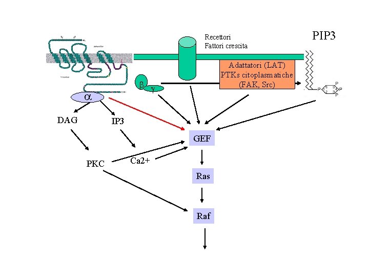 Recettori Fattori crescita b g a DAG Adattatori (LAT) PTKs citoplasmatiche (FAK, Src) IP