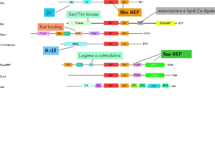 bg Ser/Thr kinase Rho GEF associazione a lipidi Ca-dipend Ras binding Ga 13 Legame