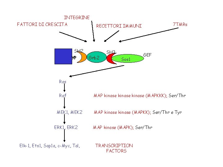 INTEGRINE FATTORI DI CRESCITA 7 TMRs RECETTORI IMMUNI SH 2 YP Grb 2 SH