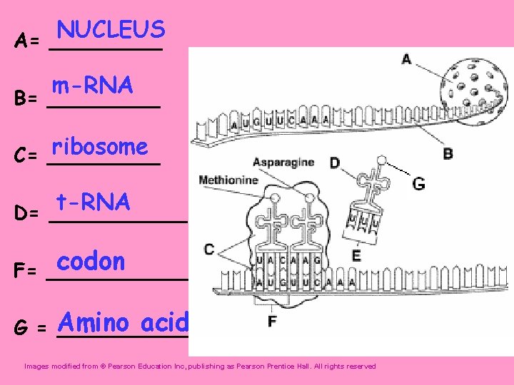 NUCLEUS A= _____ m-RNA B= _____ amino acid ribosome C= _____ t-RNA D= ______