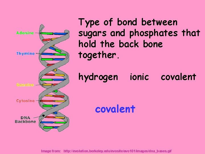 Type of bond between sugars and phosphates that hold the back bone together. hydrogen