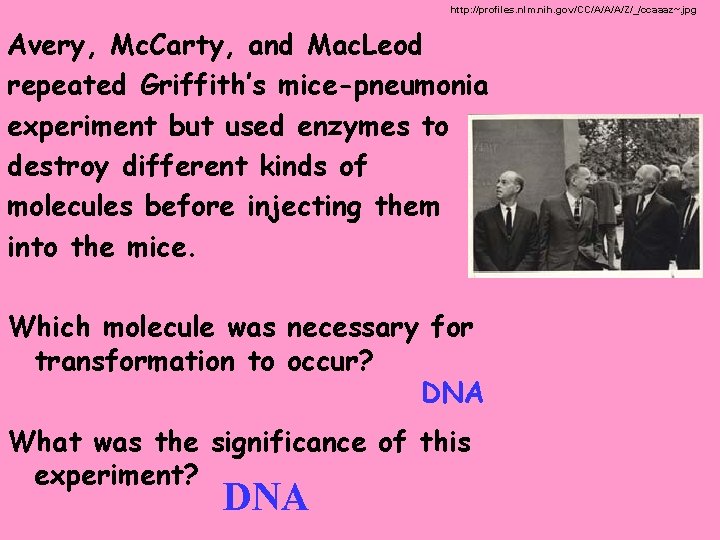 http: //profiles. nlm. nih. gov/CC/A/A/A/Z/_/ccaaaz~. jpg Avery, Mc. Carty, and Mac. Leod repeated Griffith’s