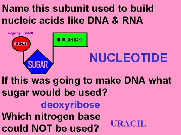 Name this subunit used to build nucleic acids like DNA & RNA Image by:
