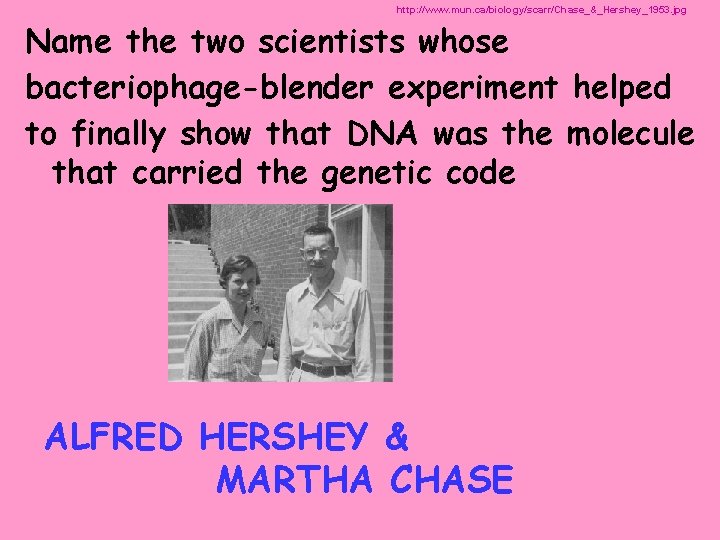 http: //www. mun. ca/biology/scarr/Chase_&_Hershey_1953. jpg Name the two scientists whose bacteriophage-blender experiment helped to