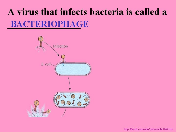 A virus that infects bacteria is called a ________ BACTERIOPHAGE http: //faculty. uca. edu/~johnc/mbi