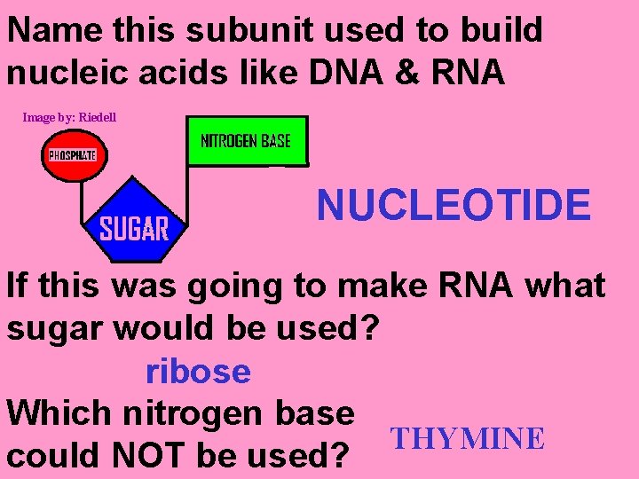 Name this subunit used to build nucleic acids like DNA & RNA Image by: