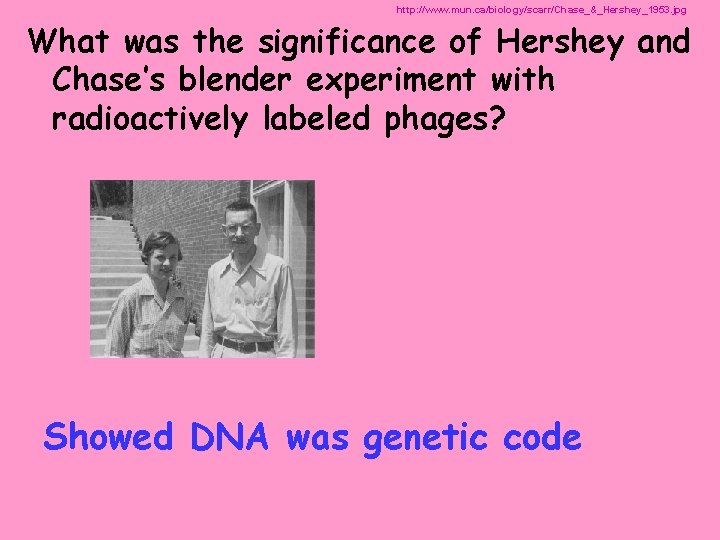 http: //www. mun. ca/biology/scarr/Chase_&_Hershey_1953. jpg What was the significance of Hershey and Chase’s blender