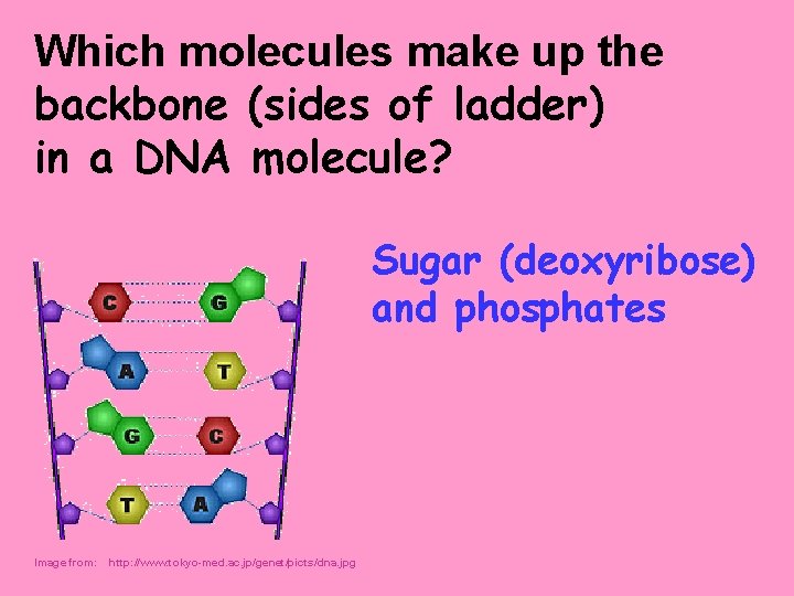 Which molecules make up the backbone (sides of ladder) in a DNA molecule? Sugar