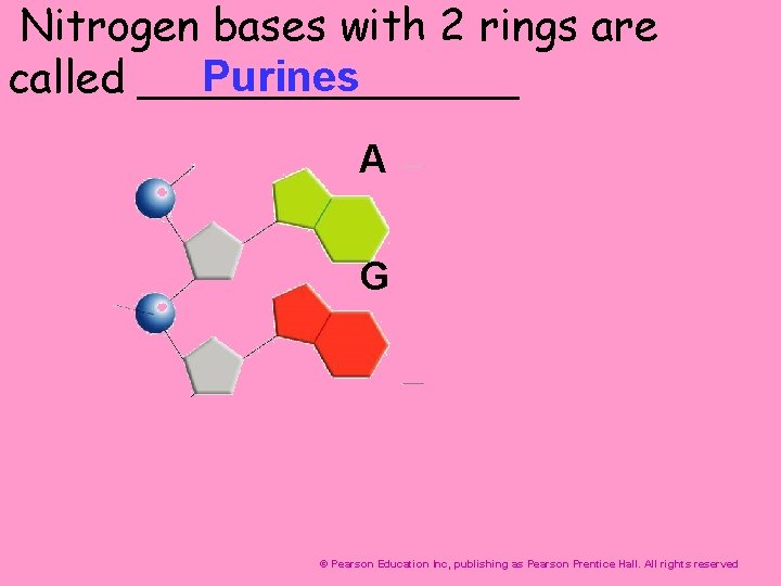 Nitrogen bases with 2 rings are Purines called _______ A G © Pearson Education