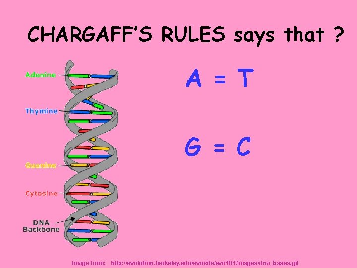 CHARGAFF’S RULES says that ? A = T G = C Image from: http: