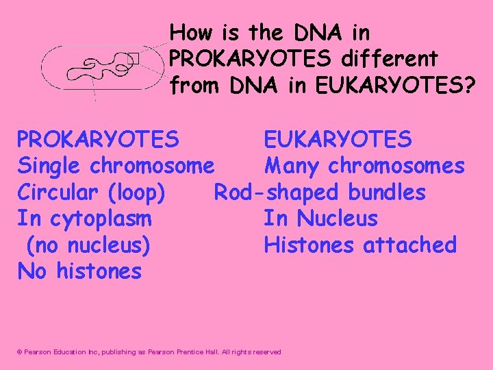 How is the DNA in PROKARYOTES different from DNA in EUKARYOTES? PROKARYOTES EUKARYOTES Single