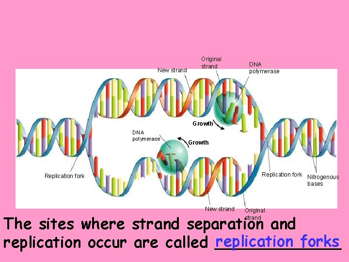 New strand Original strand DNA polymerase Growth Replication fork Nitrogenous bases Replication fork New